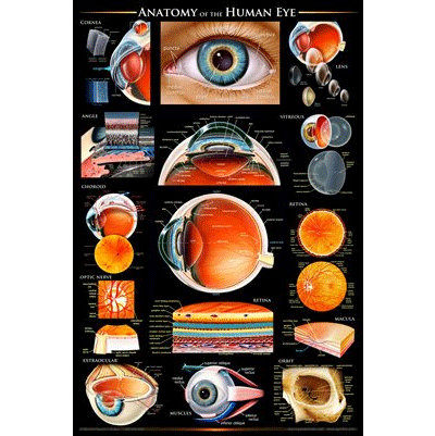Patient Education Poster - General Anatomy of the Eye